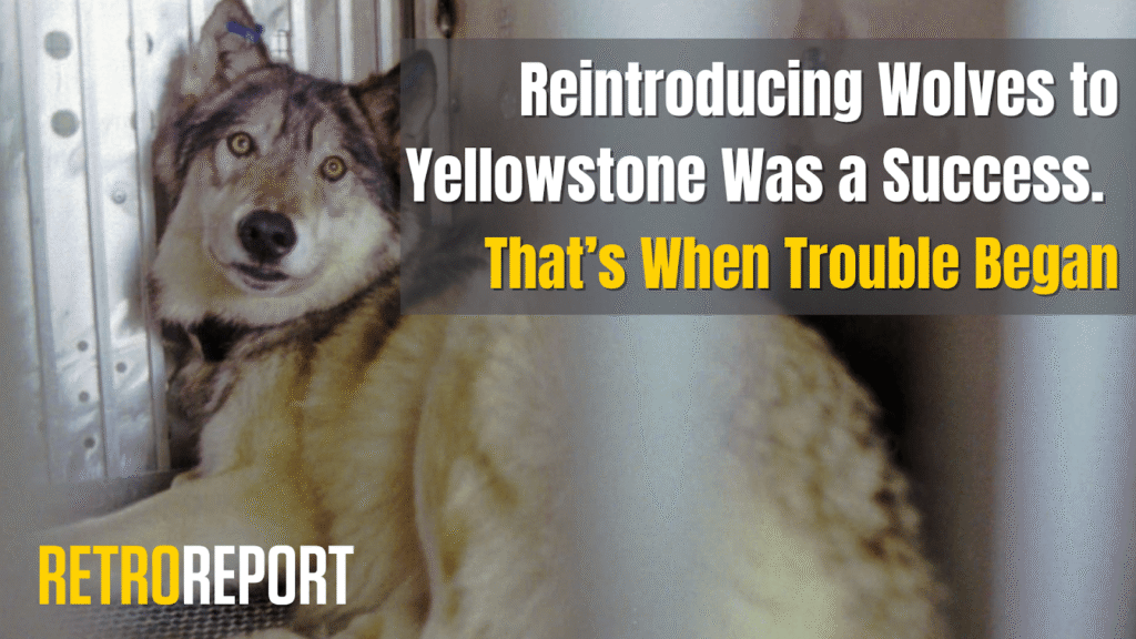 Reintroducing Wolves to Yellowstone Was a Success. That’s When Trouble ...
